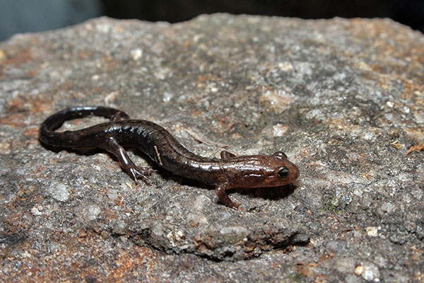 Northern dusky salamander 