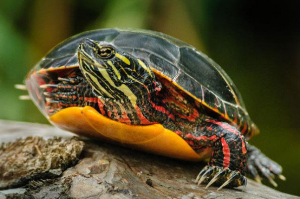 Painted turtle