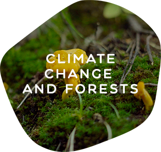 climate-change-and-forests